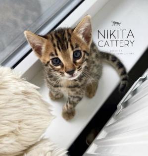 F2 Bengal kittens
