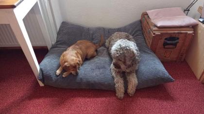 Hundebetreuung und Tier- und Haussitting