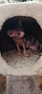 Reinrassige Canadian Sphynx Katzenbabys