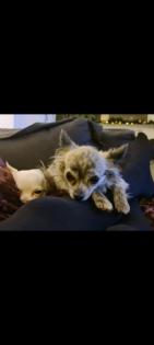 Chihuahua Welpen suchen ein liebevolles Zuhause