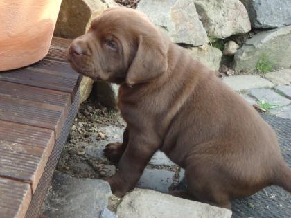 Wurfankündigung Labrador Welpen 15. 02. 2021