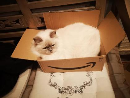 Suche Ragdoll Deckkater