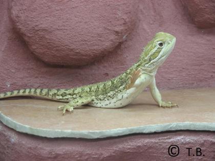 Zwergbartagamen Jungtiere Pogona Henrylawsoni - Berlin