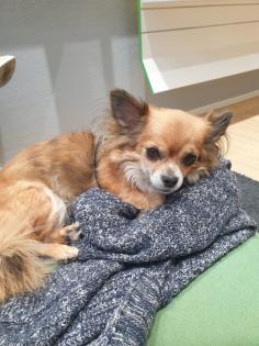 Neues zu Hause für meine 9 Jahre junge Chihuahua Dame