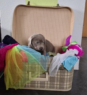 Labradorwelpen in Silber, Charcoal, Braun, Schwarz