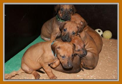 Reinrassige Rhodesian Ridgeback Welpen