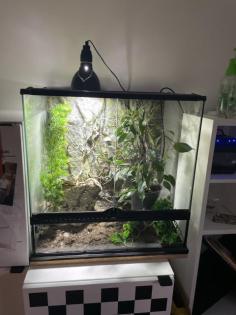 Jemen Chamäleon inkl Terrarium