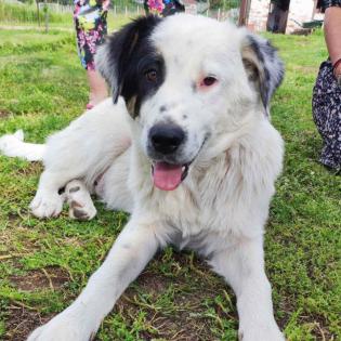 Orestes / Status sucht ein Zuhause