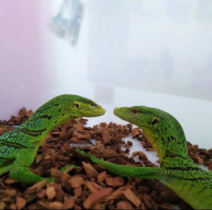 Varanus Prasinus Smaragdbaumwaran