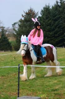 Gypsy Pony Wallach extrem sicher und gesund.