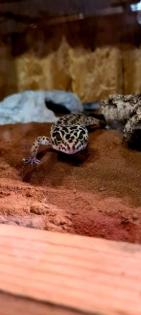 72461 Albstadt Leopardgeckos