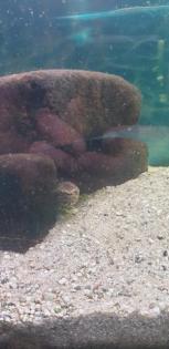 Wasserschildkröten und Zubehör