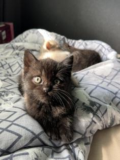 Britisch kurzhaar kitten Katze