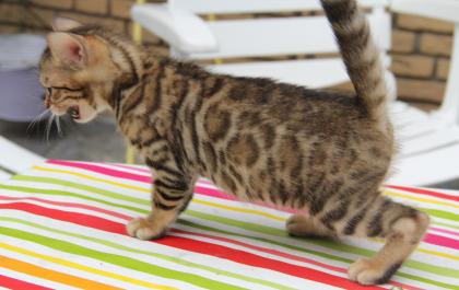 Atemberaubende Bengalkitten