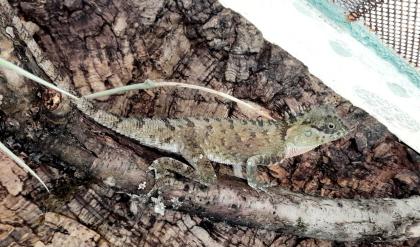 Nackenstachler Acanthosaura capra