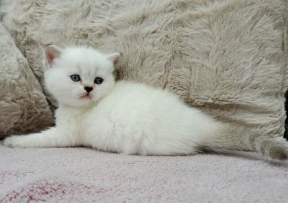 Britisch Kurzhaar BKH Kitten in chocolate und lilac tabby point