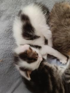 Katzenbabys abzugeben