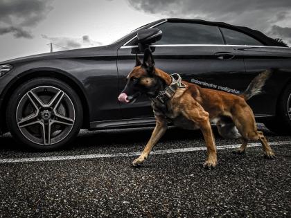 Malinois Welpen mit Ahnentafel