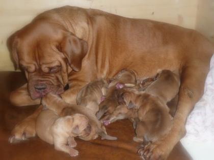 Bordeauxdoggen Welpen VDH/FCI Papiere