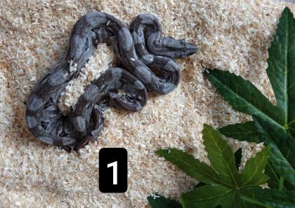 Cay Caulker Boa Belize Nachzuchten