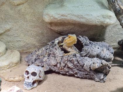 Bartagame m mit großem Terrarium, Quarantäneterrarium inkl. Beleuchtung und viel Zubehör