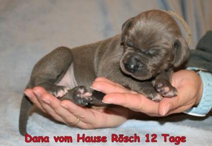 Deutsche Doggen Welpen Blau mit Papieren FCI/VDH