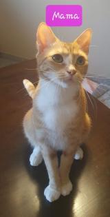 EKH Kitten abzugeben