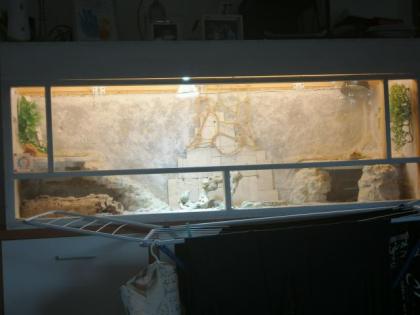 2 Bartagamen mit Terrarium