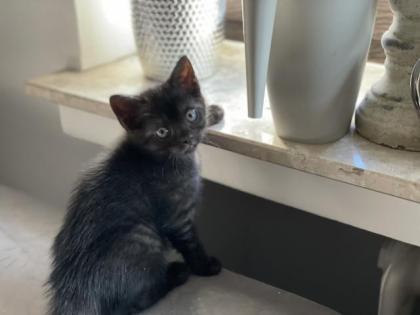 Wunderschöne Babykatzen/Kitten