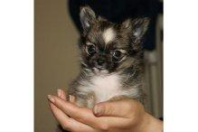 Wunderschöne Chihuahua Langhaar - Welpen suchen ein zuhause