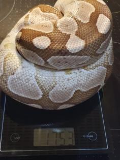 0. 3 Königspython Spider HC Albino Butter inkl. Terrarack