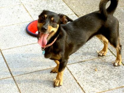 Dackelpinscher Hündin abzugeben