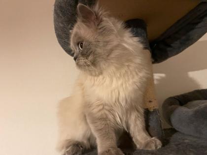 Ragdoll Kater