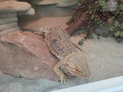Bartagame mit Terrarium und viel Zubehör