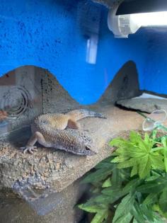 Gecko Weibchen zu verschenken