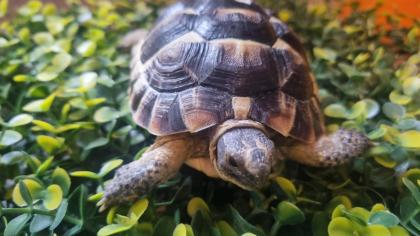 Maurische Landschildkröten aus 2024 - mit Papieren