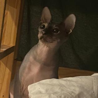 Biete kanadische Sphynx Dame