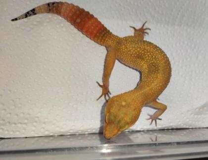 Leopardgeckos