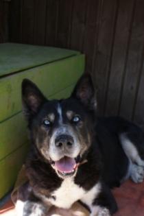 TOMI - liebevoller Malamute-Mischling sucht Plätzchen für Lebensabend