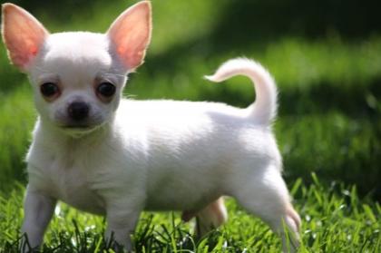 Schöne reinrassige Chihuahua-Welpen