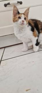 Maine coon kitten suchen ein Zuhause
