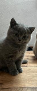 2 BKH Kitten an liebevolle Hände abzugeben
