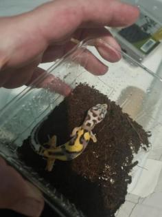 Leopardgeckos Nachzucht 06/21