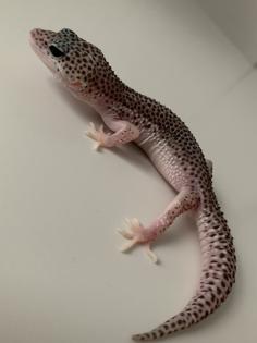 1. 0 Mack super Snow Het Diablo Blanco Leopardgecko Männchen Enz 23 abzugeben Übergabe Hamm mögli