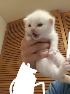 Kleine weiße Katze