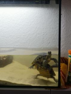 2 Wasserschildkröten zu verkaufen