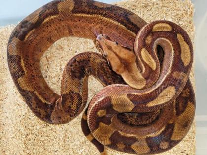 Adulte Boa constrictor / Zuchttiere