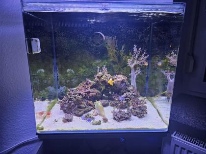 Meerwasser Aquarium
