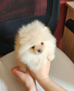 Zwergspitz/ Pomeranian
