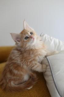 Maine coon Babies zu verkaufen